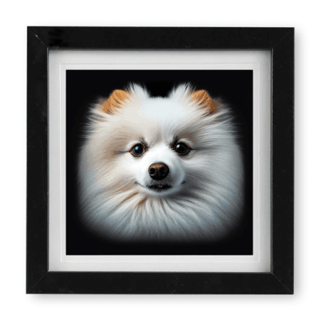 Japanese Spitz v1