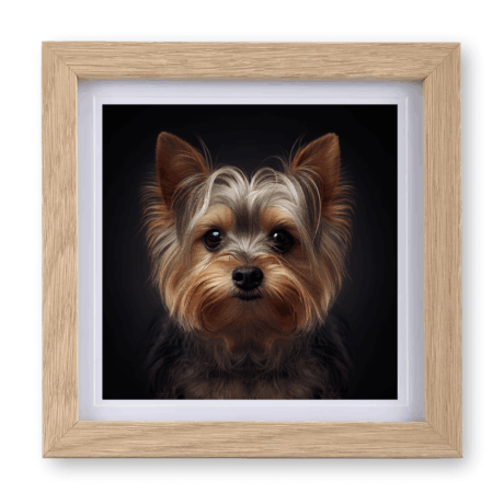 Yorkshire Terrier v1