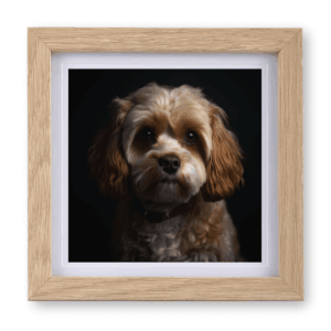 Cavoodle / Cavapoo