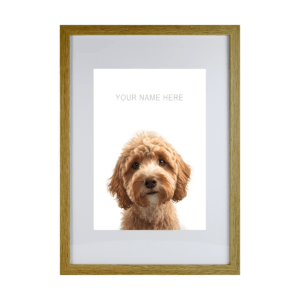 Labradoodle