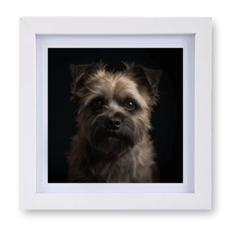 Cairn Terrier v1
